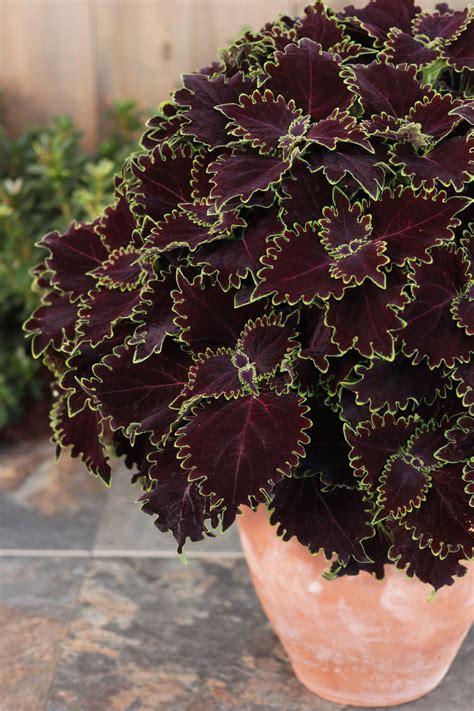 Coleus Colorblaze Wicked Witch: A Versatile Plant for Different Garden Styles